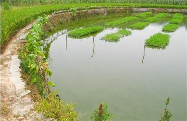 螃蟹养殖方法及水质管理方案